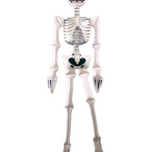 Aufblasbares Skelett Halloween-Deko weiss-schwarz 183x46cm